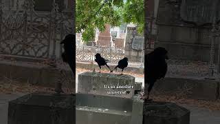 What Are These Crows Doing in a Cemetery You Won’t Believe It 🐦💀crows birds bird birdslover [upl. by Nnyliram409]