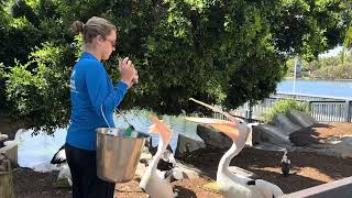 Feeding the pelicans pelicans [upl. by Ayatnohs]