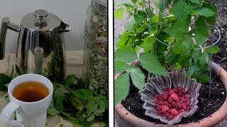 Growing raspberries in pots [upl. by Gord]