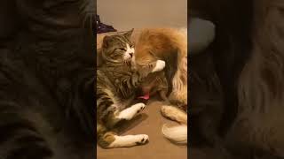 Cat And Dog Cuddle With Each Other [upl. by Car]