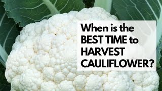 When is the BEST TIME to HARVEST CAULIFLOWER Learn when and how to harvest cauliflower [upl. by Rollecnahc]