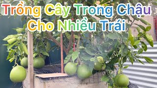 CUỘC SỐNG ÚC l KỶ THUẬT TRỒNG CÂY ĂN TRÁI TRONG CHẬU [upl. by Ahsiyt]