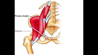 Two Minutes of Anatomy Hip Flexors [upl. by Wilscam]