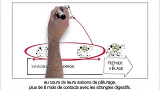 Parasitisme chez les bovins  Gestion raisonnée visàvis strongles digestifs version HD [upl. by Eugatnom]