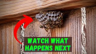 How To Kill Wasps With Dish Soap [upl. by Thibaut]