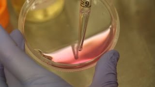 Aseptic Techniques Changing Cell Culture Media [upl. by Iveson]