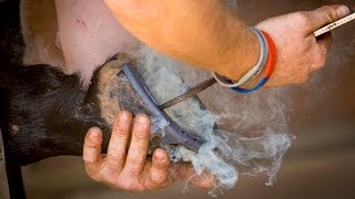 The Farrier  A short video showing the work of Farrier Ben Hart  dip WCF [upl. by Padgett489]