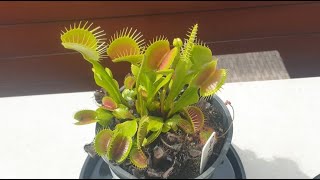 Venus Flytrap Basic Growing Guide [upl. by Kudva623]