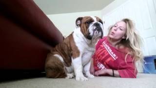 Bulldog Puppy and His Mommy [upl. by Kelda951]