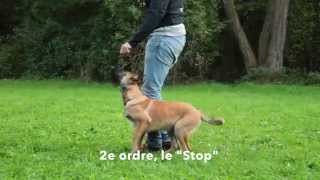 Dressage des chiots  les ordres de base de léducation canine [upl. by Airbmak]