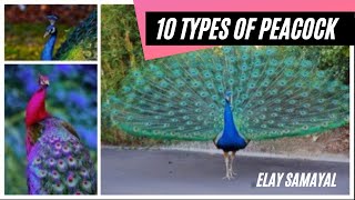 Peacock  10 types of peacock  Types of peacock  peafowl  Phasianidae  Galliformes [upl. by Ori]