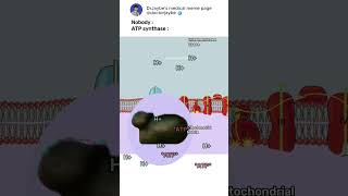 How ATP synthase works ATPsynthase electrontransportchain shorts medicalmemes [upl. by Attalie270]