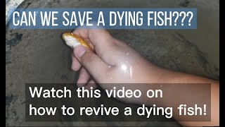 How to revive a dying fish [upl. by Vocaay]