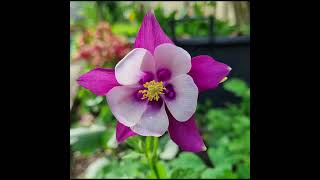 Aquilegia  Columbine [upl. by Murrell336]