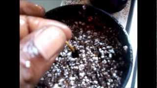 How to Germinate  Plant Moso Bamboo Seeds [upl. by Imelida]