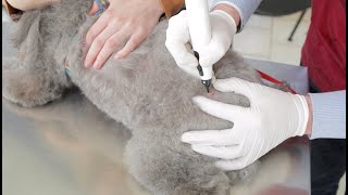 CryoProbe  Veterinary Treatments [upl. by Togram]