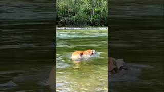 Have you ever wondered why corgi butts float in the water🫠 [upl. by Eerrehs653]