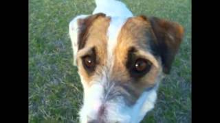 Jack Russell Terriers Doing Amazing Tricks compilation [upl. by Neenaej]