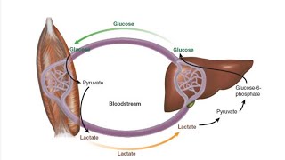 Cori Cycle  Glucose Alanine cycle [upl. by Hiett977]