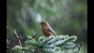 Canto degli uccelli della foresta suoni rilassanti della natura Binaural recording ASMR [upl. by Buckley707]