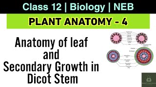 Plant Anatomy L4  NEB Class 12 Biology  Anatomy of leaf Secondary growth of dicot stem [upl. by Sissel]