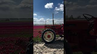 Zuidberg Front Linkage and Tulips A Dutch Icon in Glorious Weather 🌷🚜 shorts agriculture [upl. by Lisabet256]