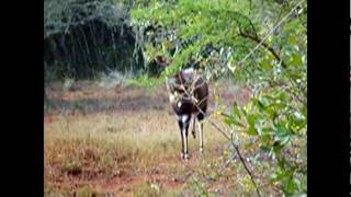 Bushbuck Alarm Bark [upl. by Earized715]