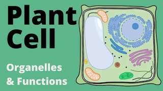 Structure and Function of the PLANT CELL explained Organelles [upl. by Nilyad]