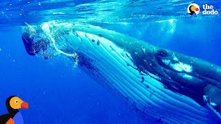 Whale Protects Diver From Shark  The Dodo [upl. by Esor722]