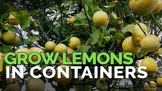 How to Grow Meyer Lemons in Containers Pt 1 [upl. by Nnaeirrac816]