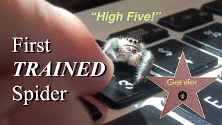 Genifer the Adorable Trained Jumping Spider gives High Five [upl. by Cesar]