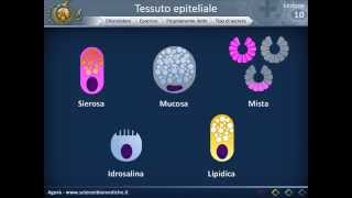 Istologia 10  Ghiandole esocrine propriamente dette e cellule mioepiteliali [upl. by Hiro]