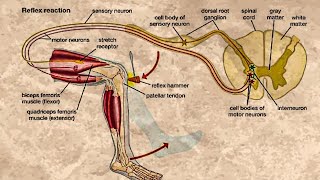 CLASSIFICATION OF REFLEXES [upl. by Charbonnier932]