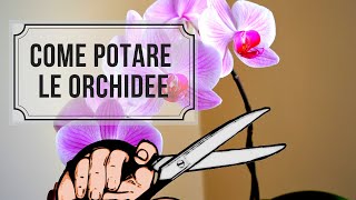 COME POTARE LE ORCHIDEE [upl. by Werdnaed]