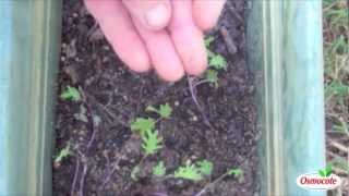 Garden Tutorial How To Kill Cutworms [upl. by Ahsem]