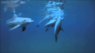 Dolphins purposely getting high on pufferfish Dolphins Spy in the Pod Episode 2 BBC One [upl. by Hairam]