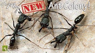 My New Awesome Ant Colony [upl. by Hughmanick]