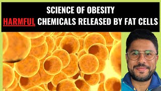 Science of Obesity  How Fat Cells Release Harmful Chemicals Pt III [upl. by Elamor]