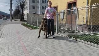 VARRO  Presa Canario [upl. by Anibas]