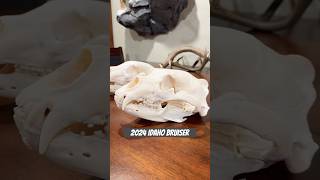 Black Bear Skull Comparison [upl. by Dilan990]