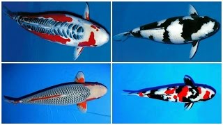 24 types and characteristics of the KOI Fish PART 1 [upl. by Schindler]