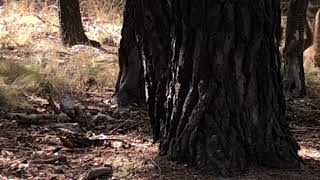 Coatimundi animals in southern Arizona [upl. by Kendre649]