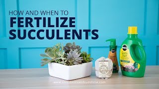 How and When to Fertilize Succulents  And What Fertilizers to Use [upl. by Merrel20]