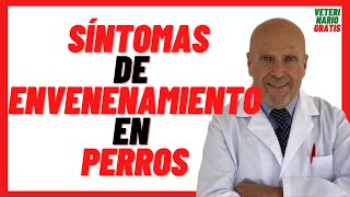 🔴 Cuanto Tardan en Aparecer SÍNTOMAS de ENVENENAMIENTO en PERROS por RATICIDA 🔴 TRATAMIENTO [upl. by Nedia]