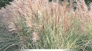 Miscanthus sinensis variegatus Maiden grass [upl. by Eiliah]