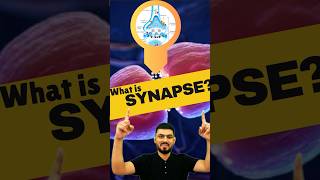 Synapse  What is Synapse  Synapse kise kahte hai  synapse biology shorts neurology [upl. by Seppala]