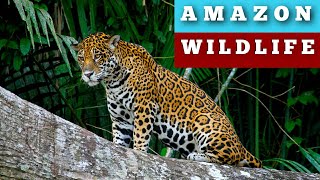 Exploring the Untamed Amazon Wildlife [upl. by Alburg]