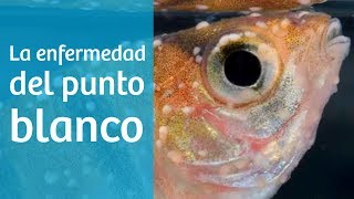 Punto blanco · Causas síntomas y tratamiento del acuario 🔬 [upl. by Saenihp]