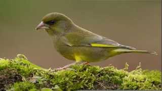 CD CANTO DEL VERDERÓN carduelis chloris [upl. by Buonomo184]