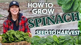 How to Grow Spinach From Seed to Harvest [upl. by Yenatirb]